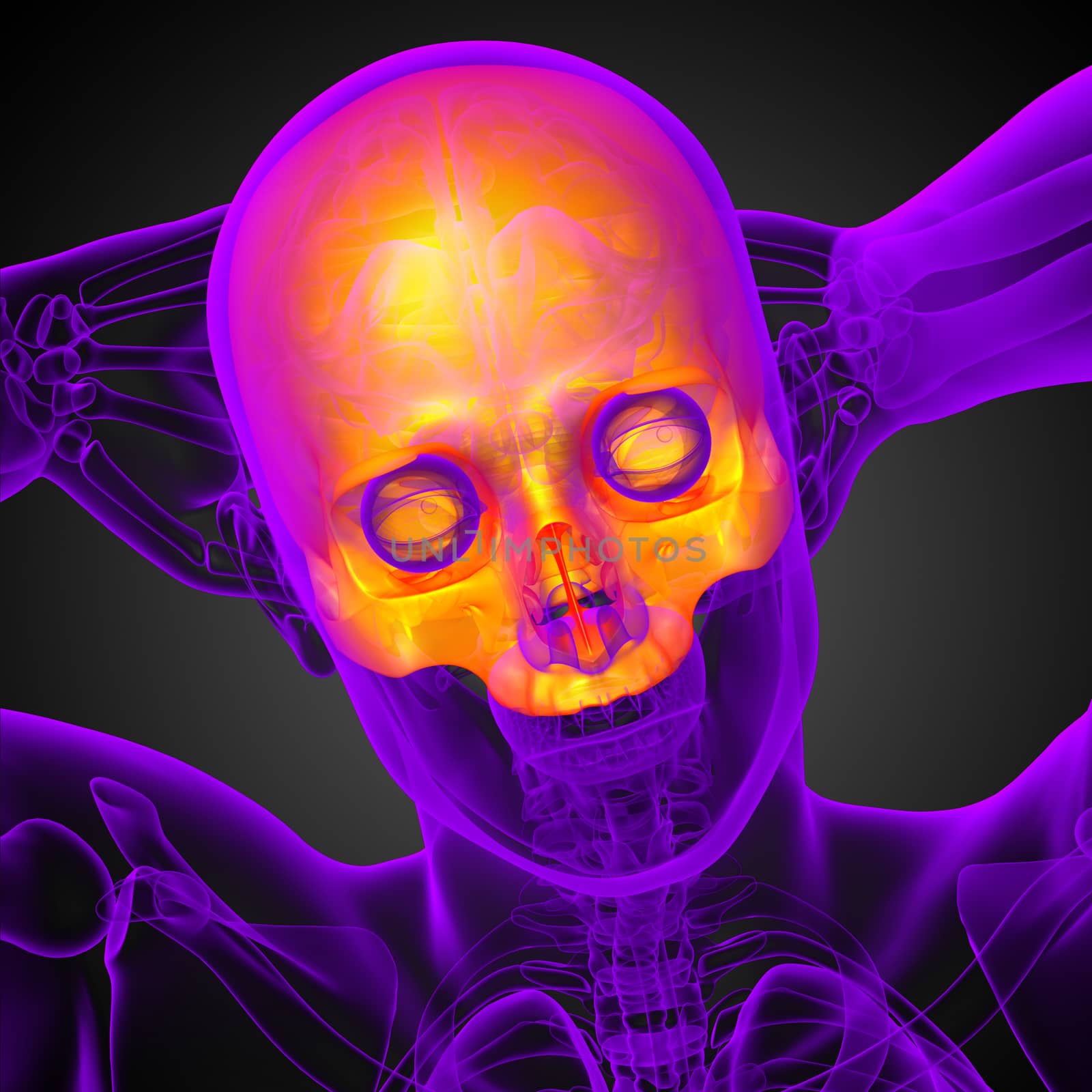 3d render medical illustration of the upper skull - front view