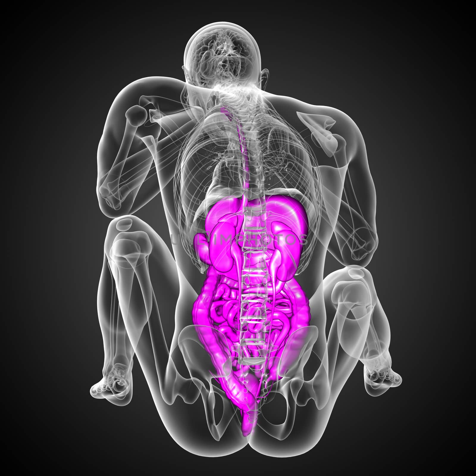 3d render medical illustration of the human digestive system - back view