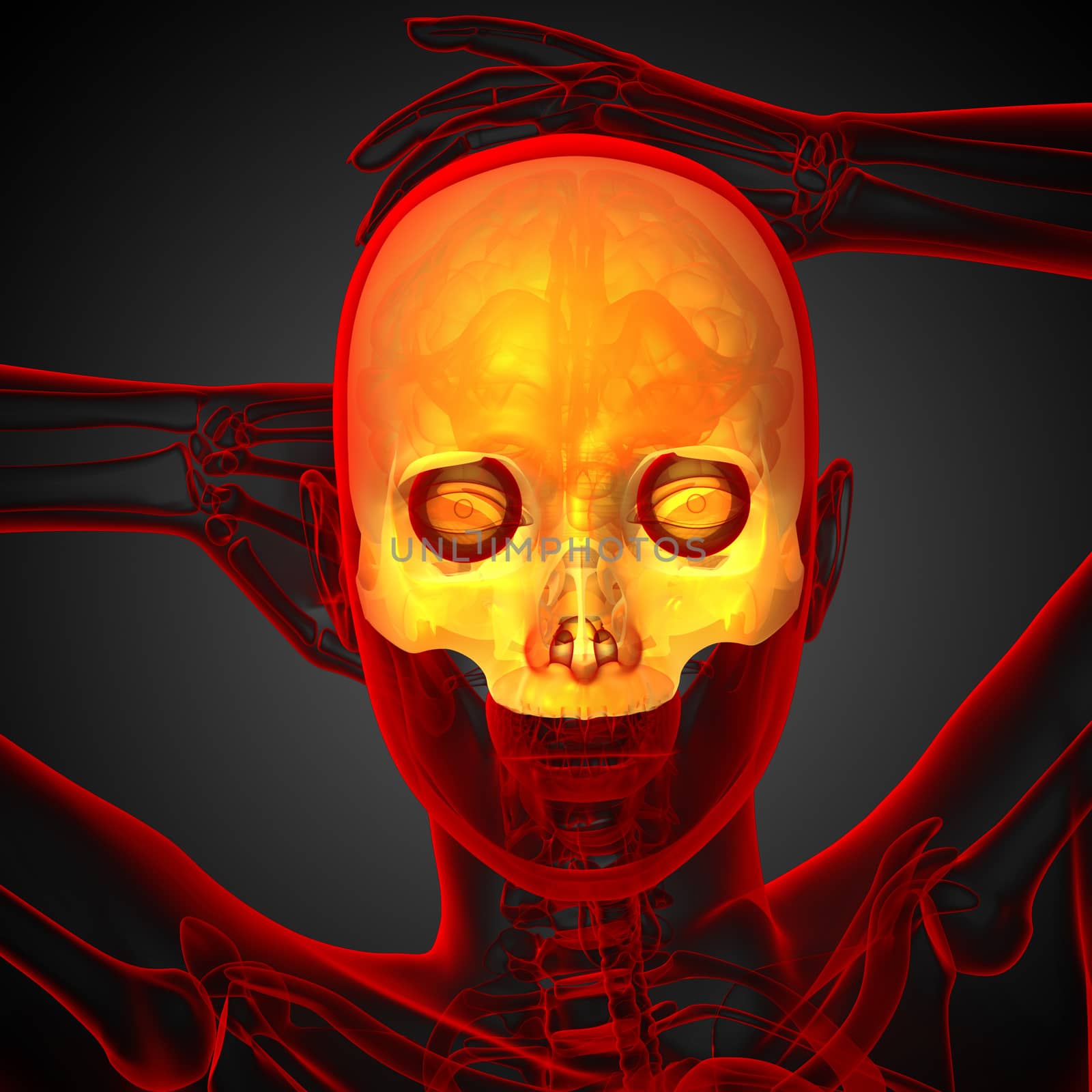 3d render medical illustration of the upper skull - front view