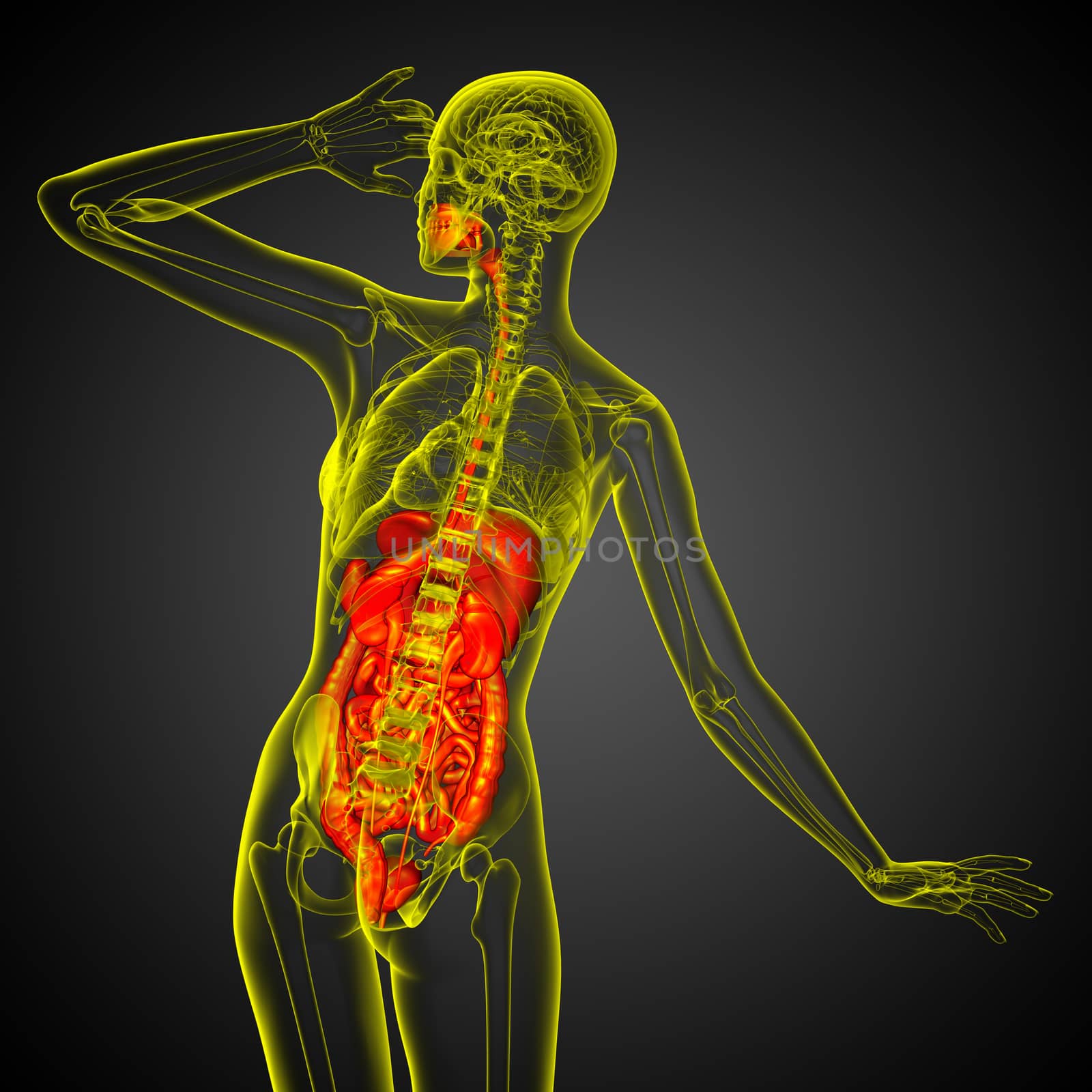 3d render medical illustration of the human digestive system - back view