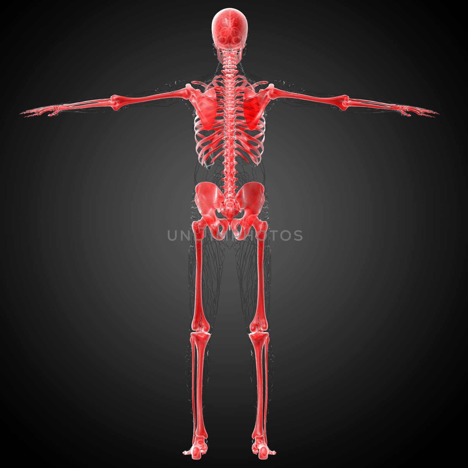 3d render medical illustration of the skeleton bone - back view
