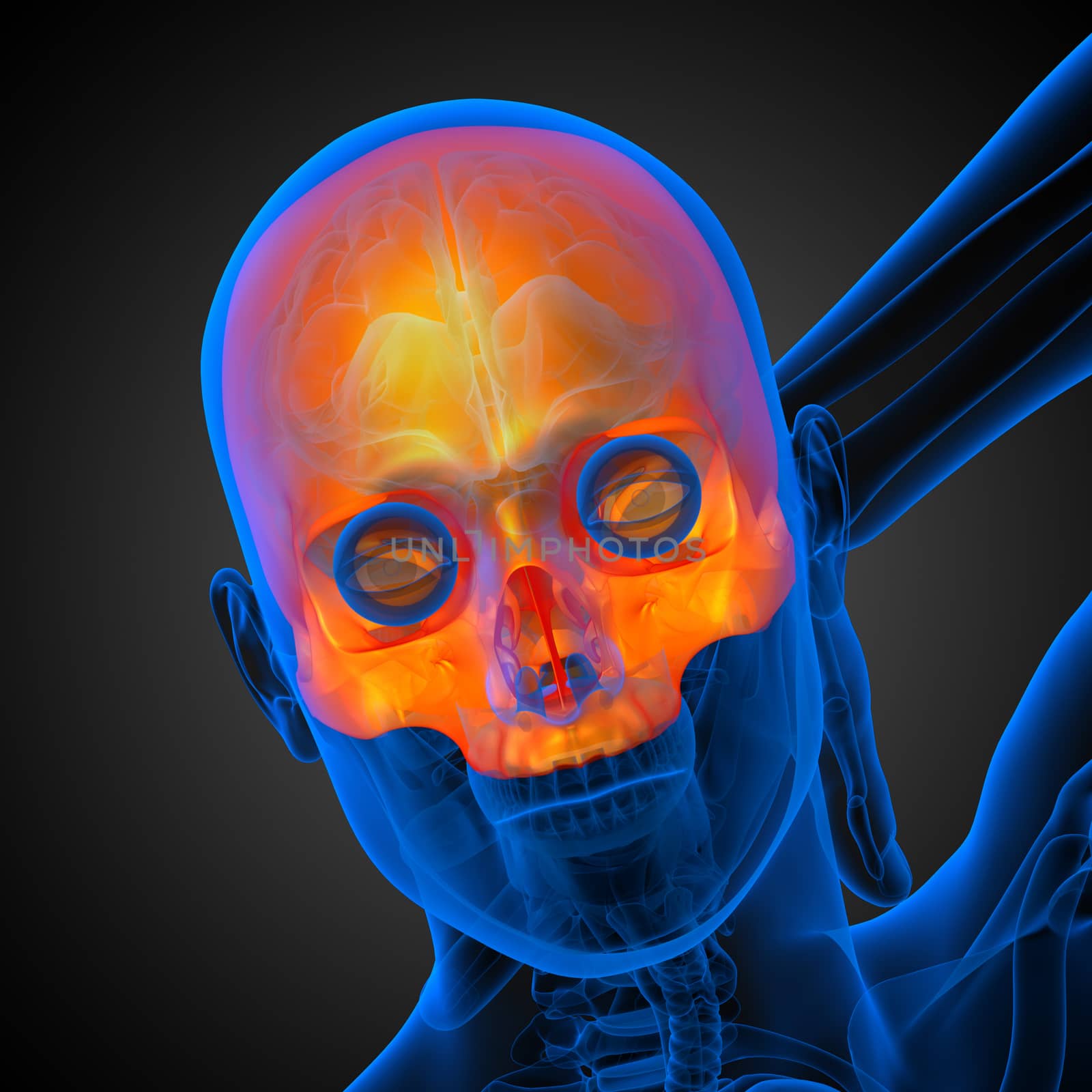 3d render medical illustration of the upper skull - front view