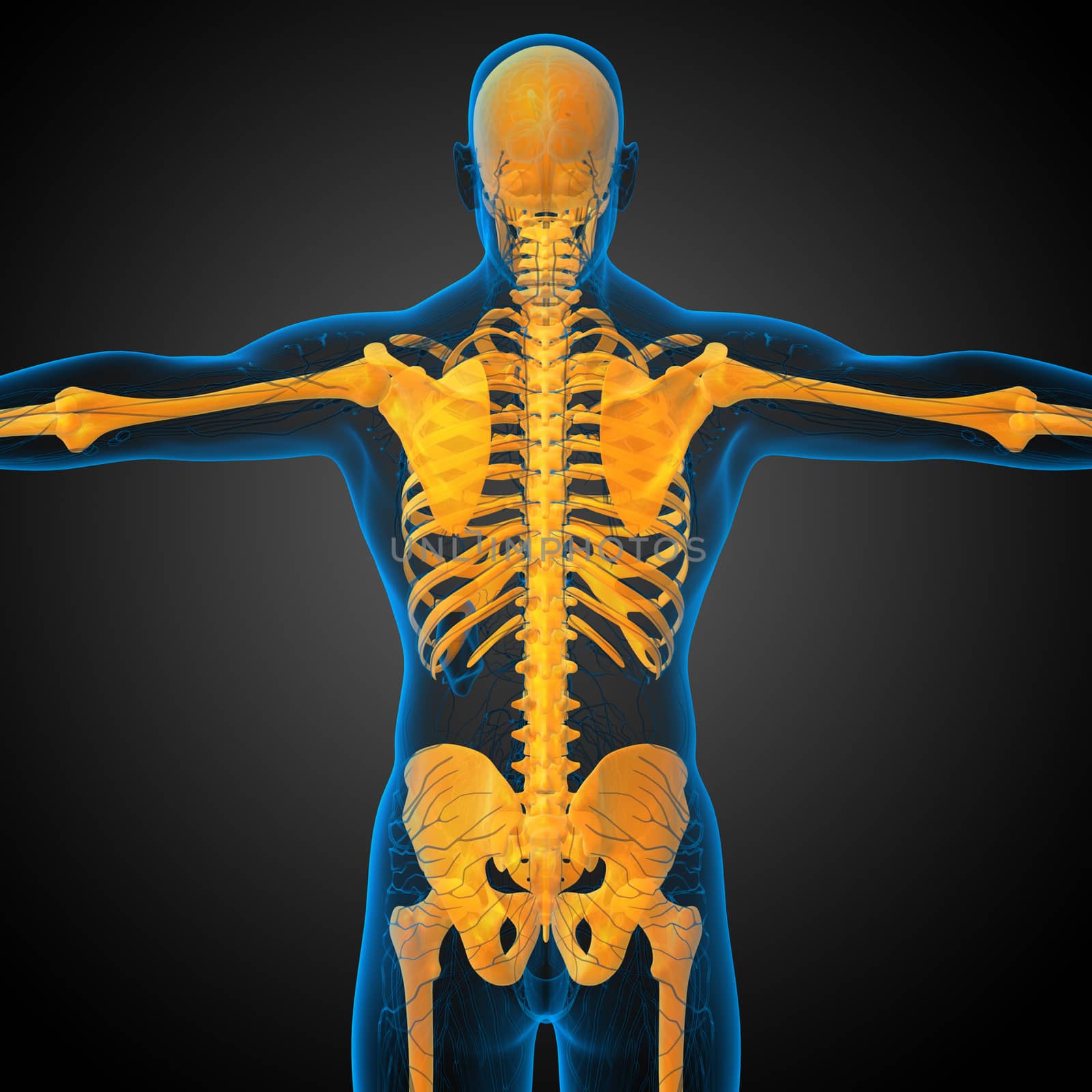 3d render medical illustration of the skeleton bone - back view