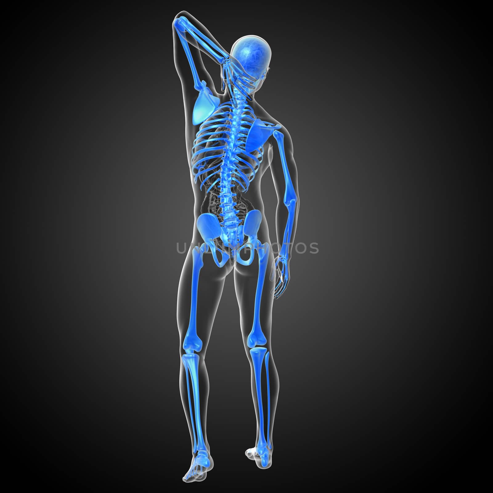 3d render medical illustration of the skeleton bone - back view