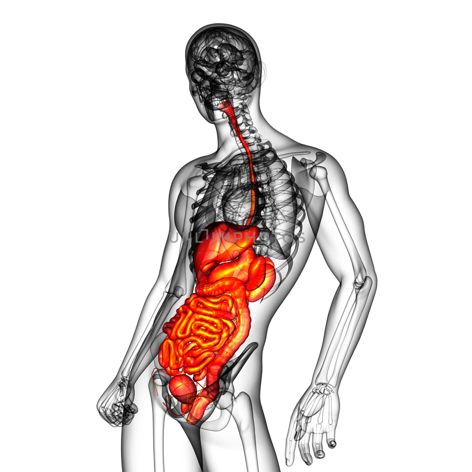 3d render medical illustration of the human digestive system - side view