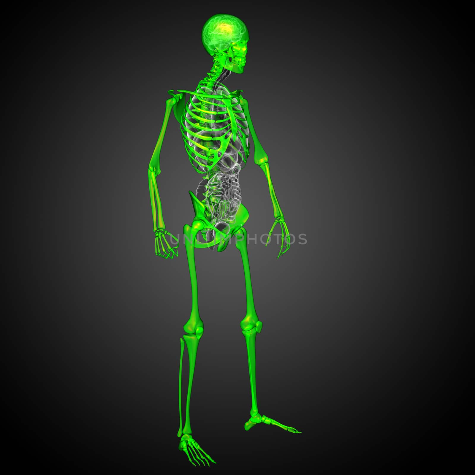 3d render medical illustration of the skeleton bone - side view