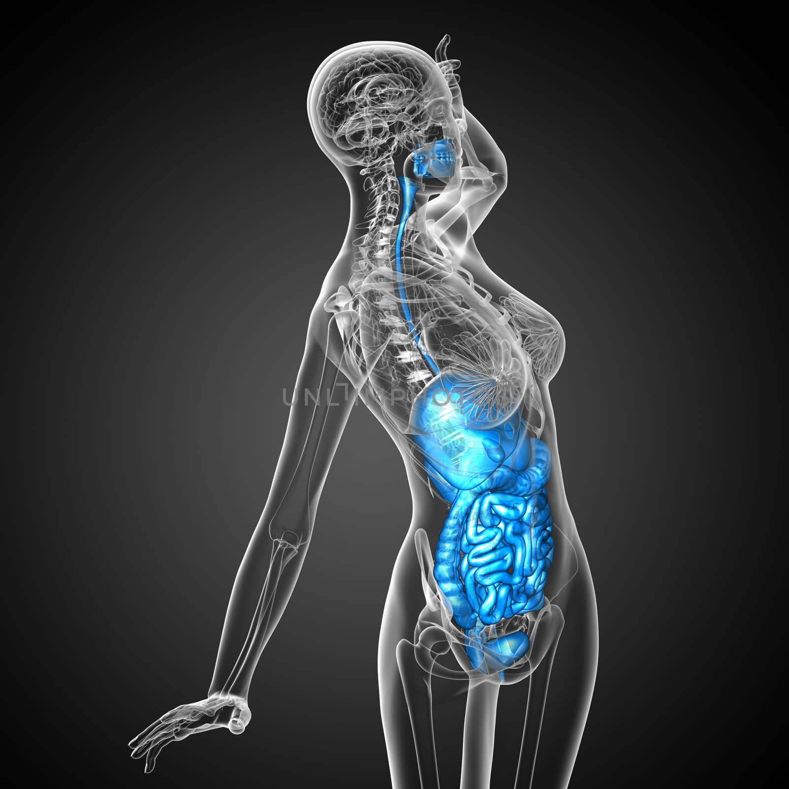 3d render medical illustration of the human digestive system - side view