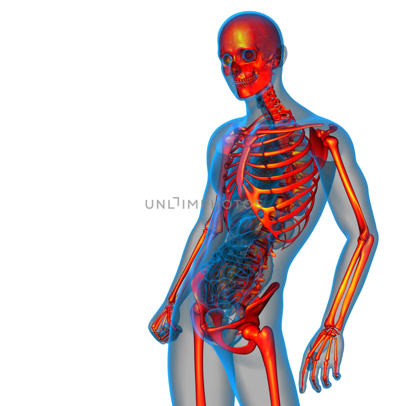 3d render medical illustration of the skeleton bone - side view