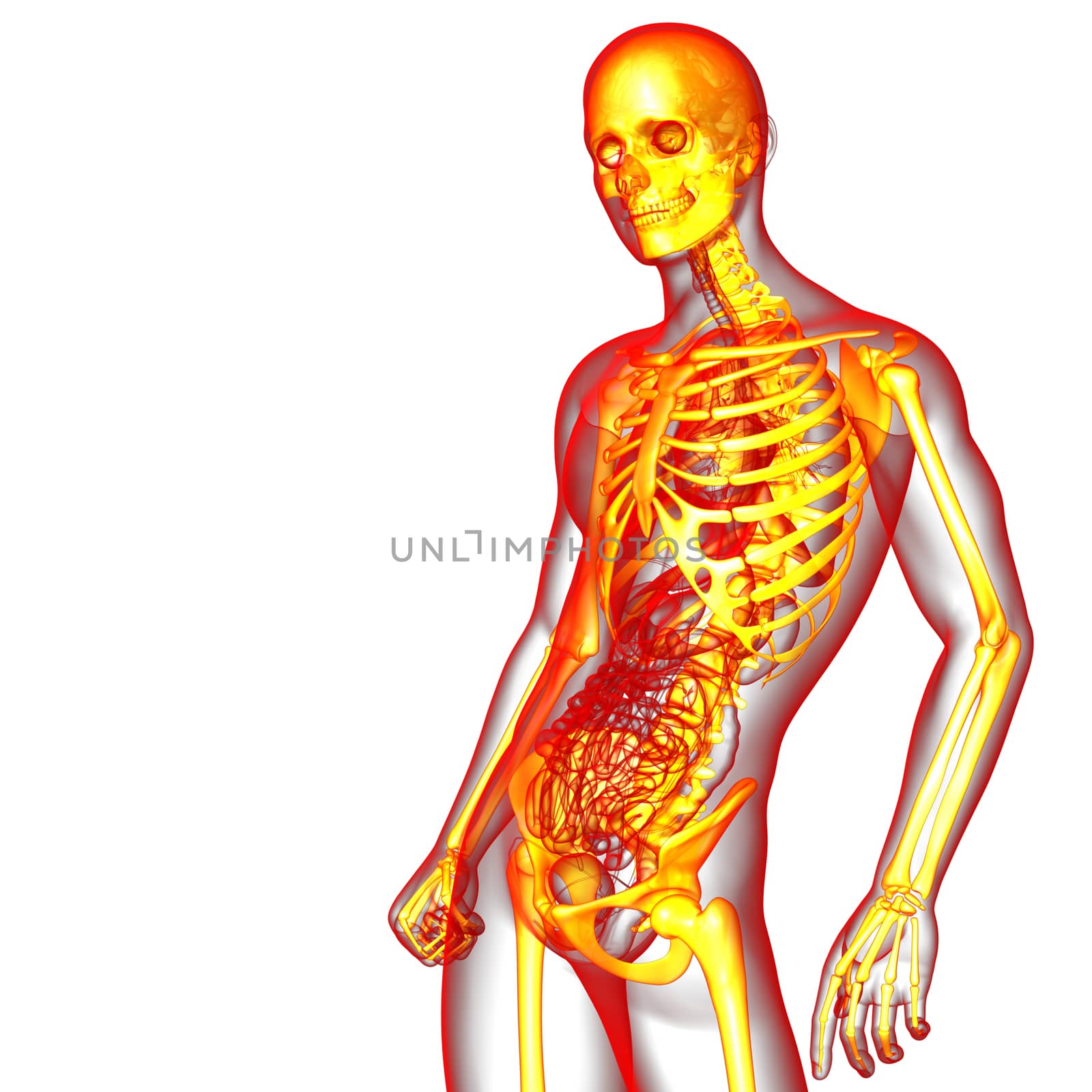 3d render medical illustration of the skeleton bone - side view