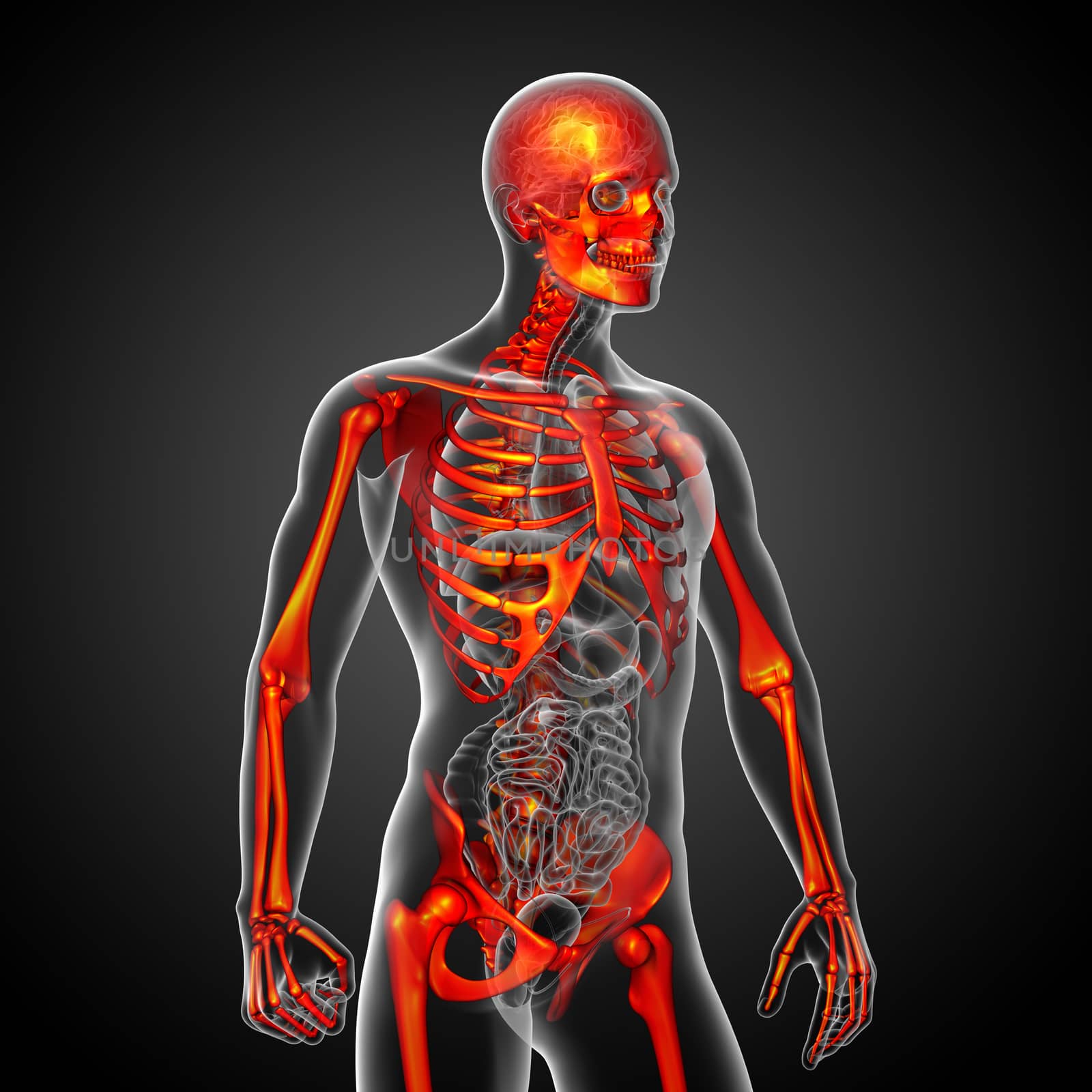 3d render medical illustration of the skeleton bone - side view