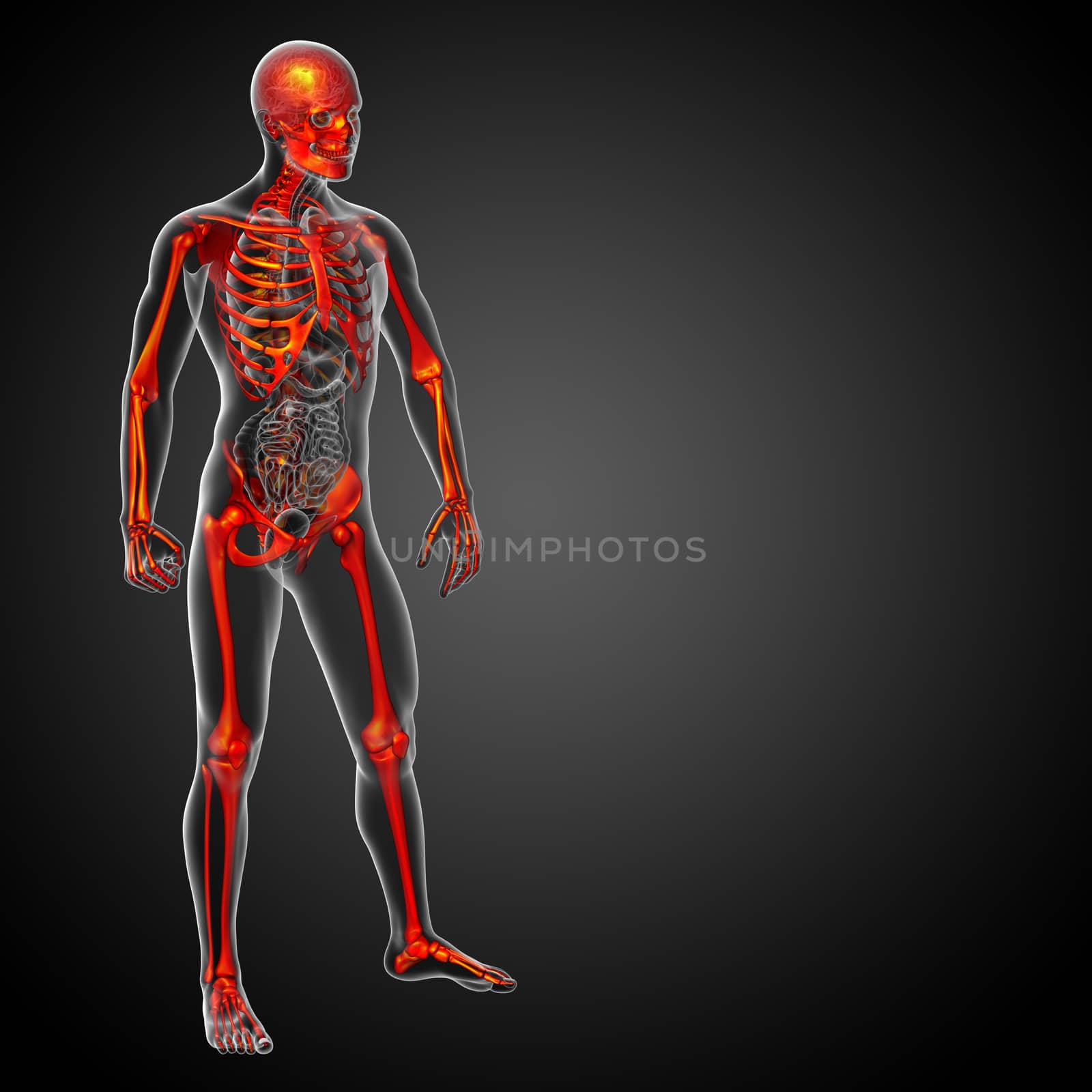 3d render medical illustration of the skeleton bone - side view