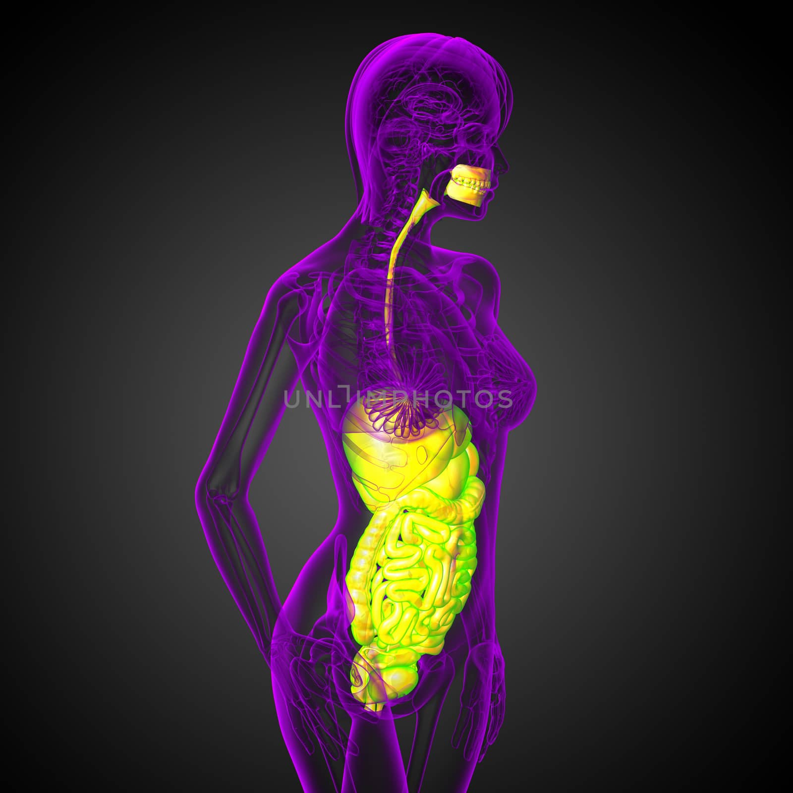 3d render medical illustration of the human digestive system - side view