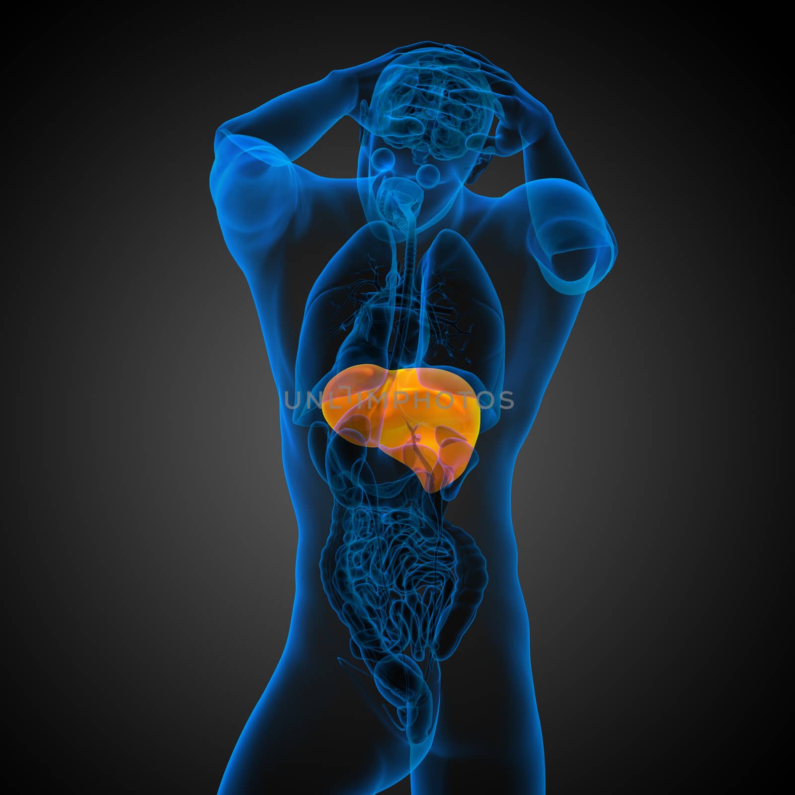 3d render medical illustration of the liver - back view