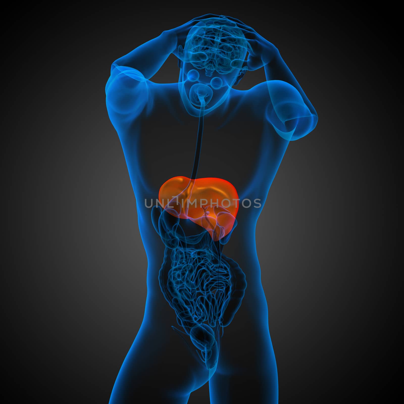 3d render medical illustration of the liver - back view