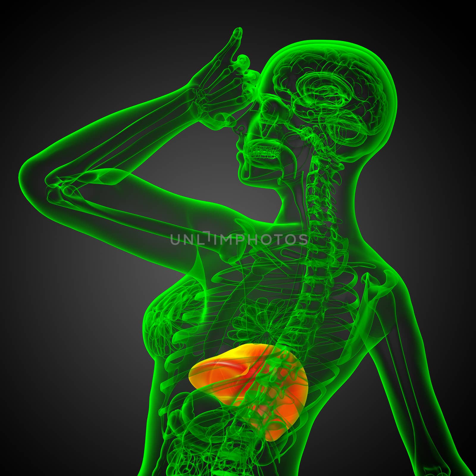3d render medical illustration of the liver - back view