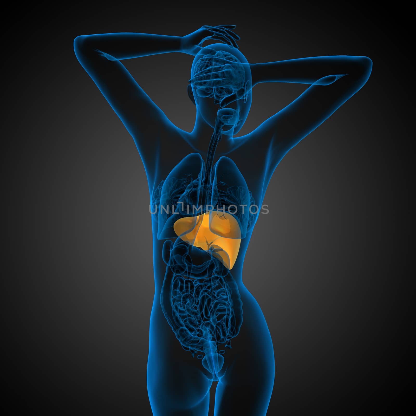 3d render medical illustration of the liver - back view