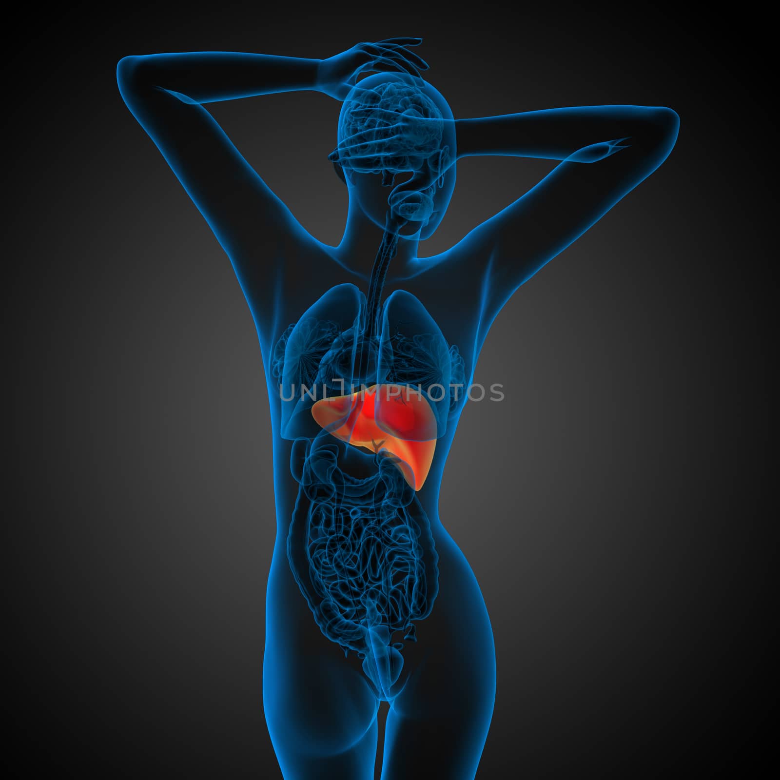 3d render medical illustration of the liver - back view