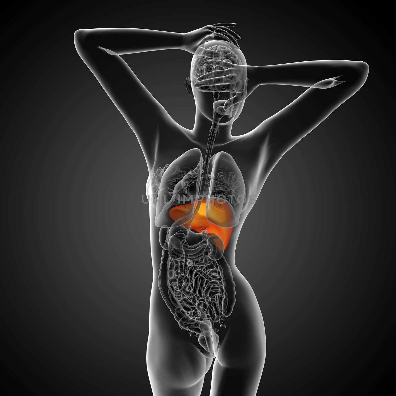 3d render medical illustration of the liver - back view