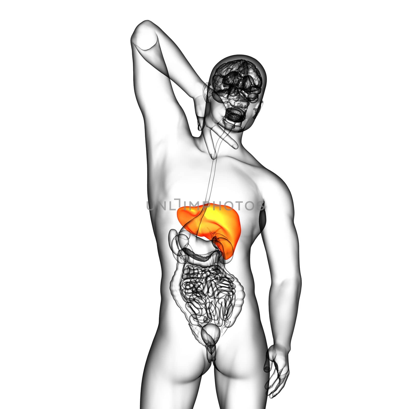 3d render medical illustration of the liver - back view