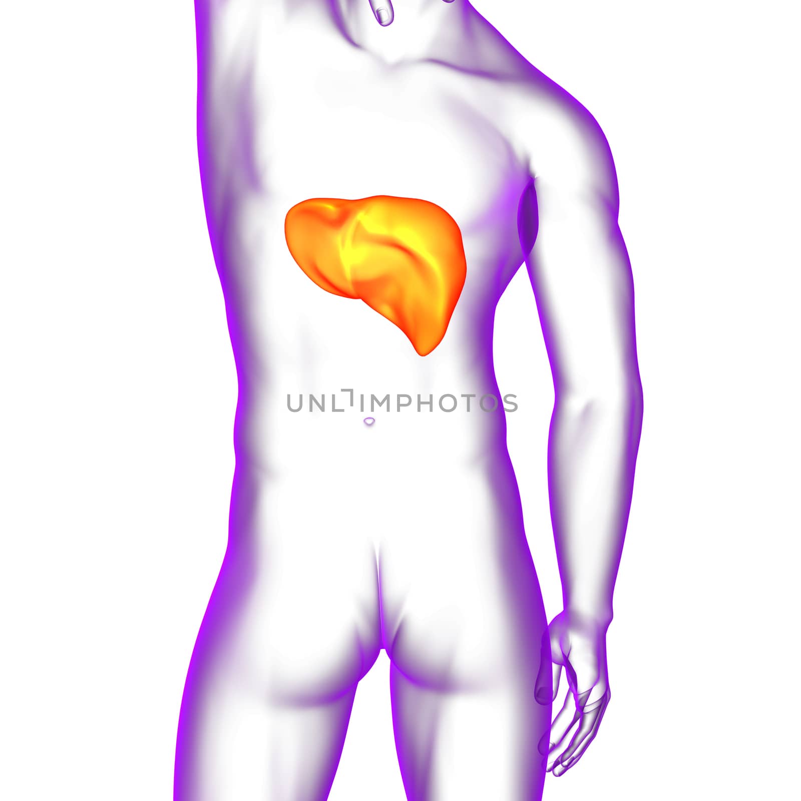 3d render medical illustration of the liver - back view