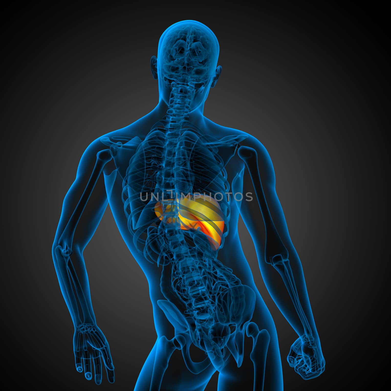 3d render medical illustration of the liver - back view