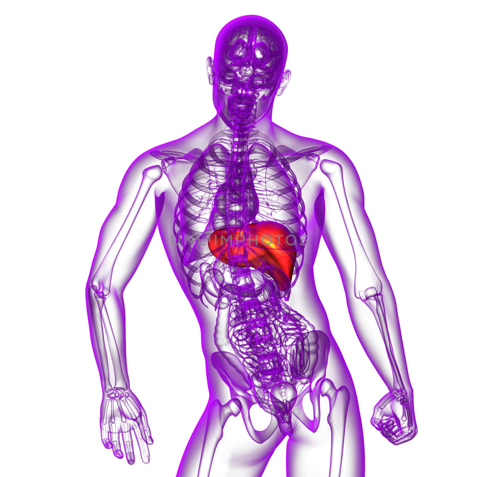 3d render medical illustration of the liver - back view