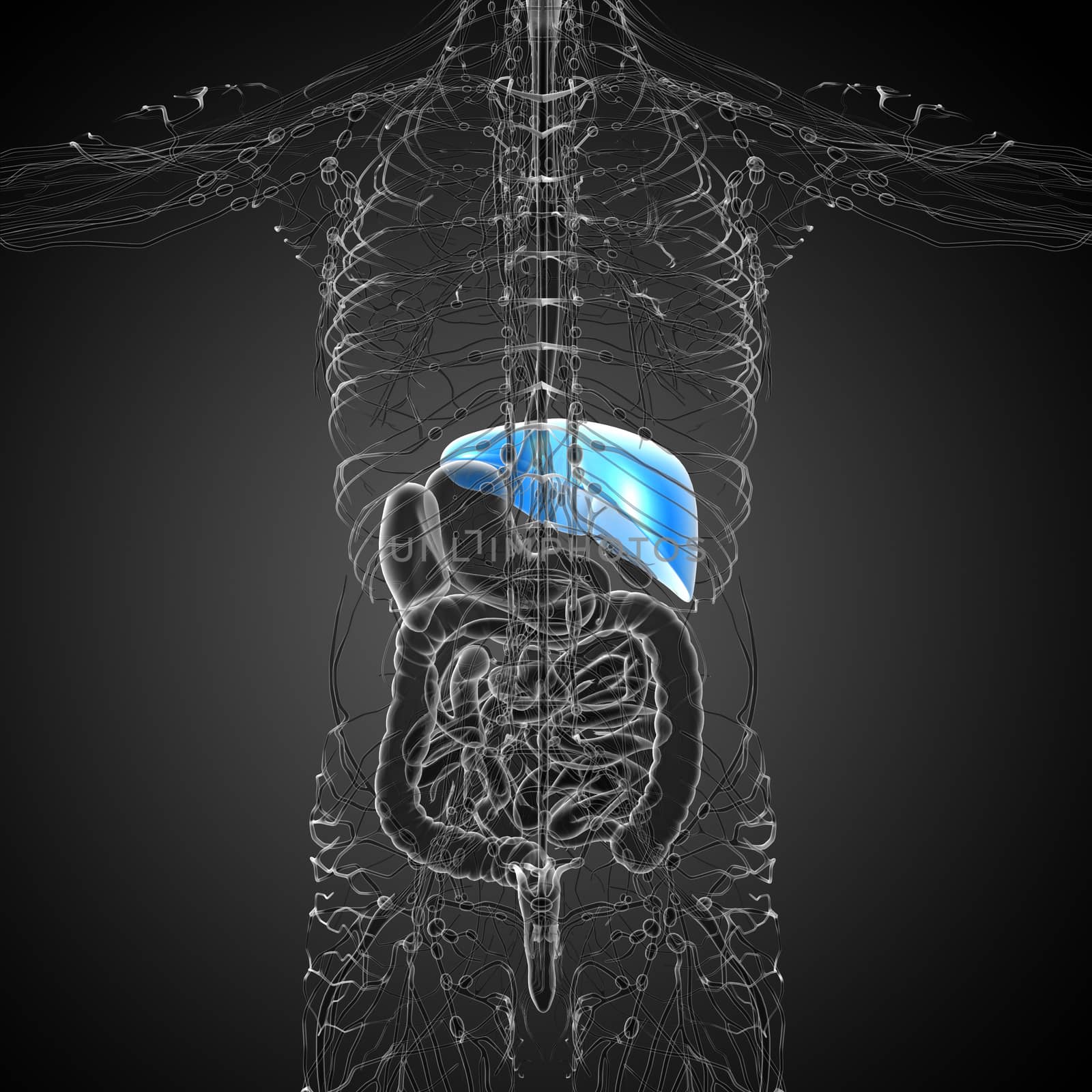 3d render medical illustration of the liver - back view