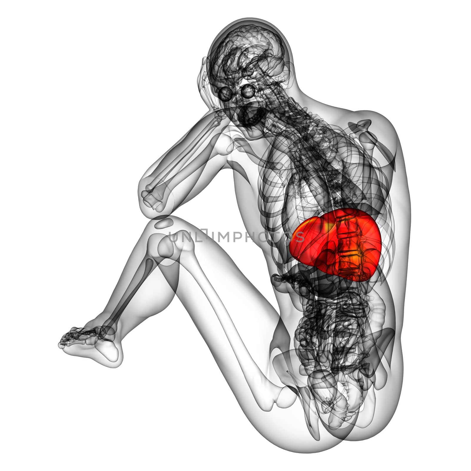 3d render medical illustration of the liver - back view