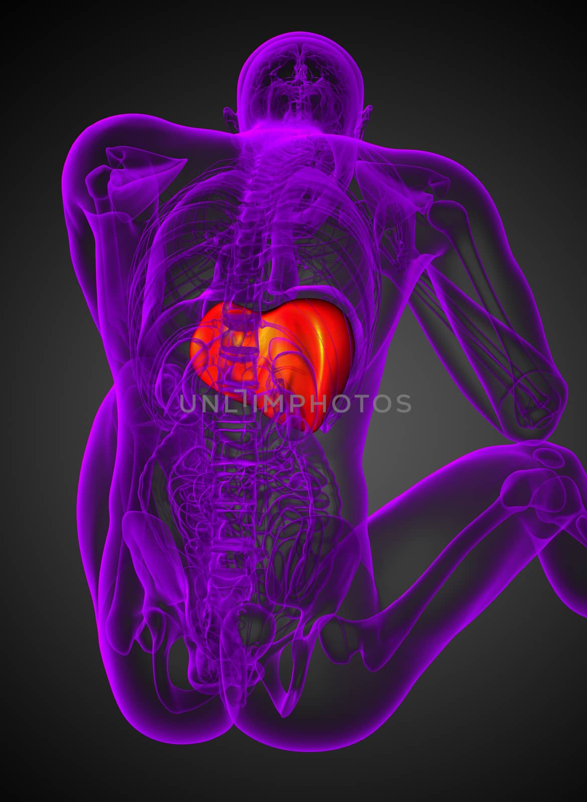 3d render medical illustration of the liver - back view