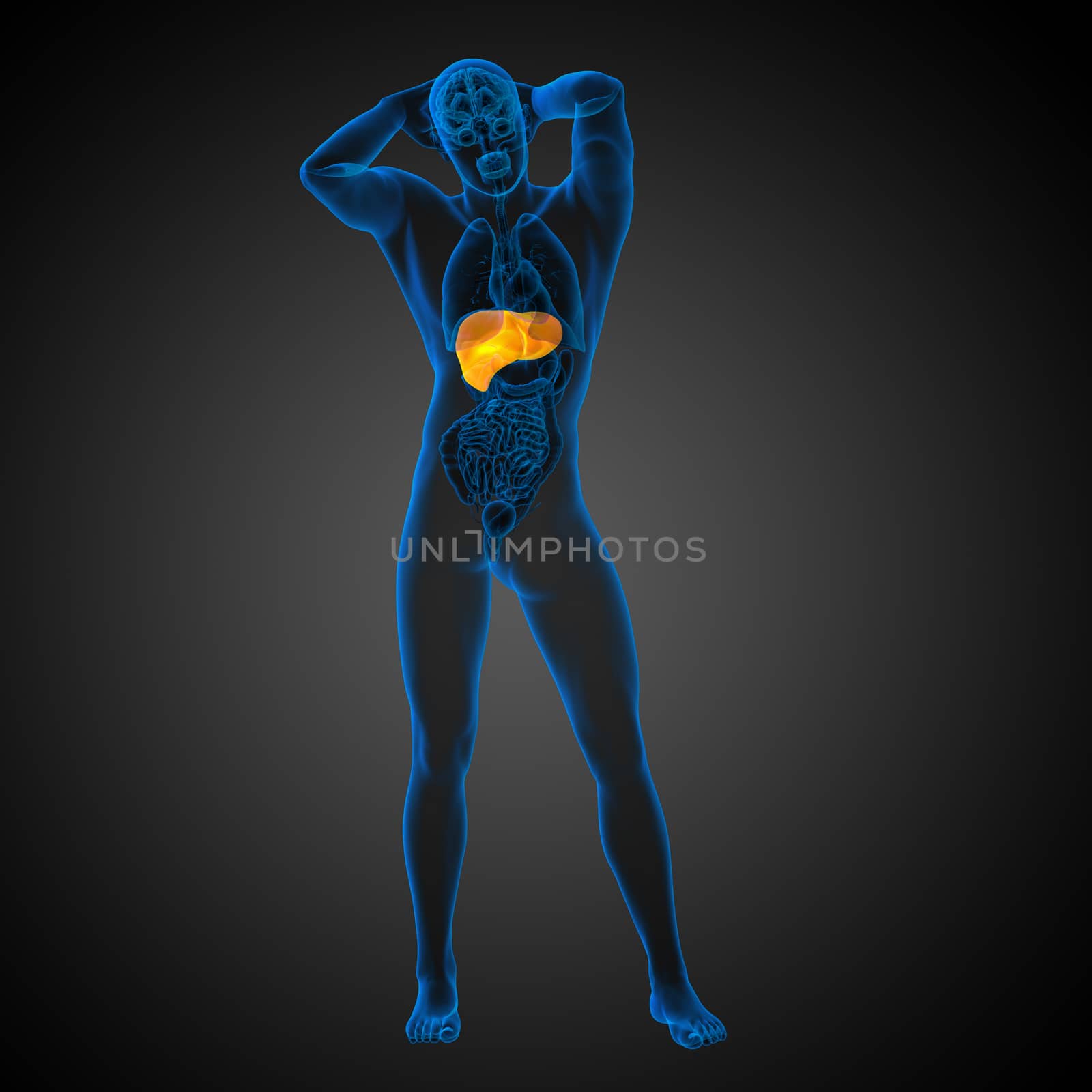 3d render medical illustration of the liver - front view