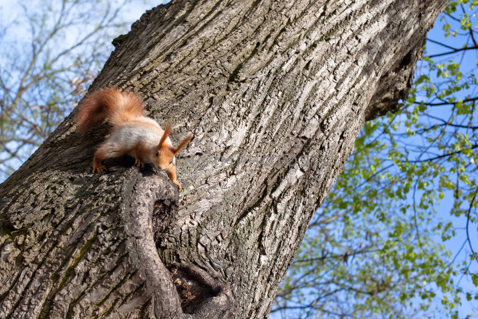Small red squirrel on a grey big tree
