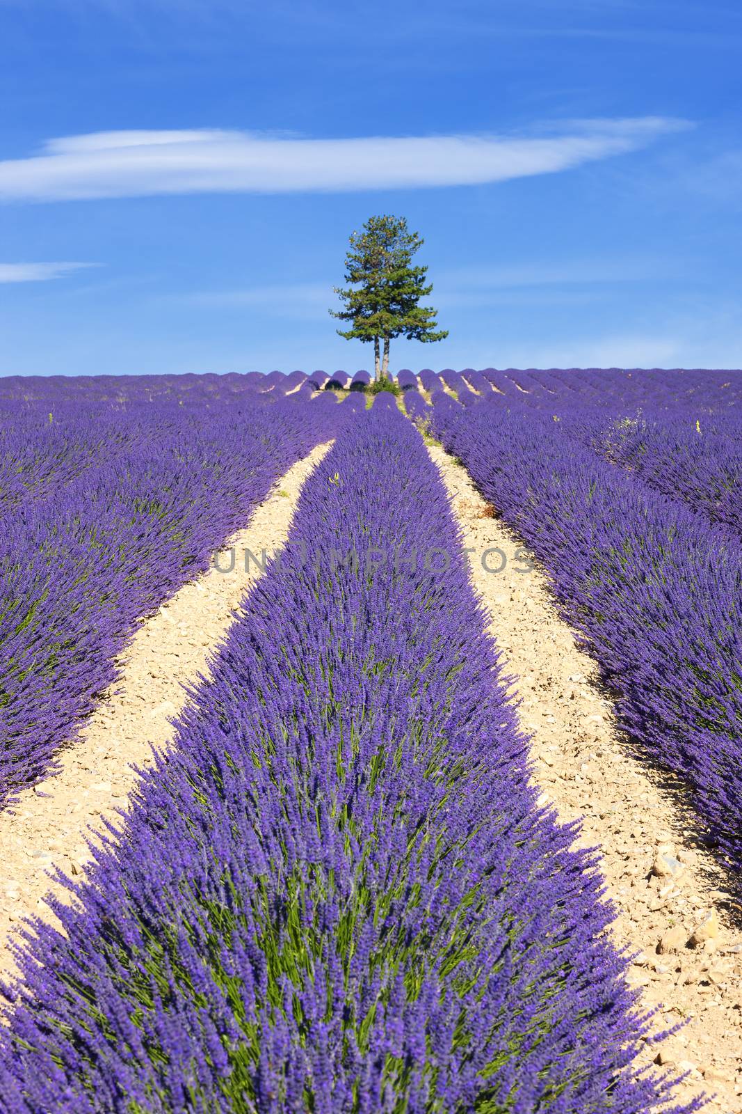Lavender field with tree by vwalakte