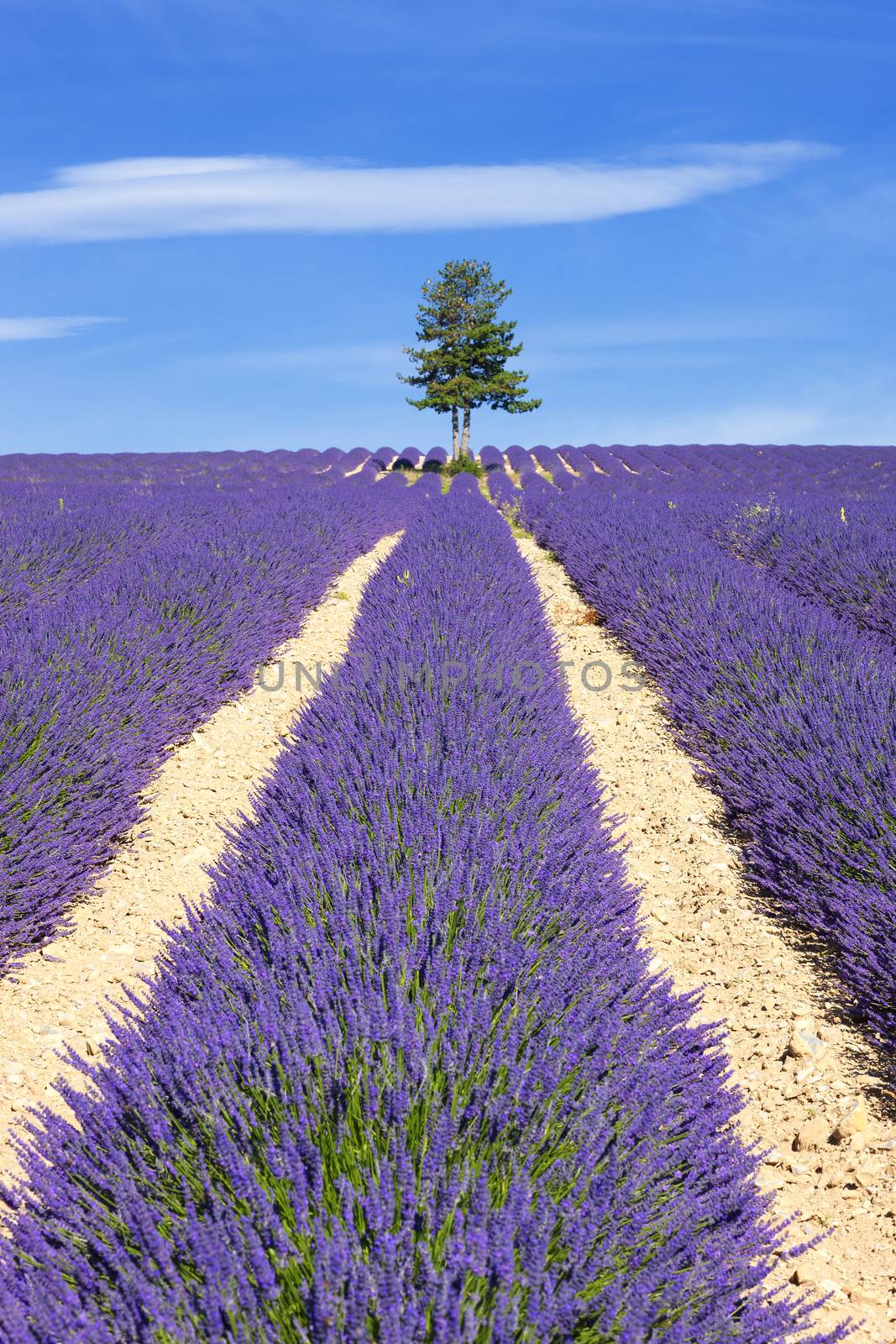 Lavender field with tree in Provence, France