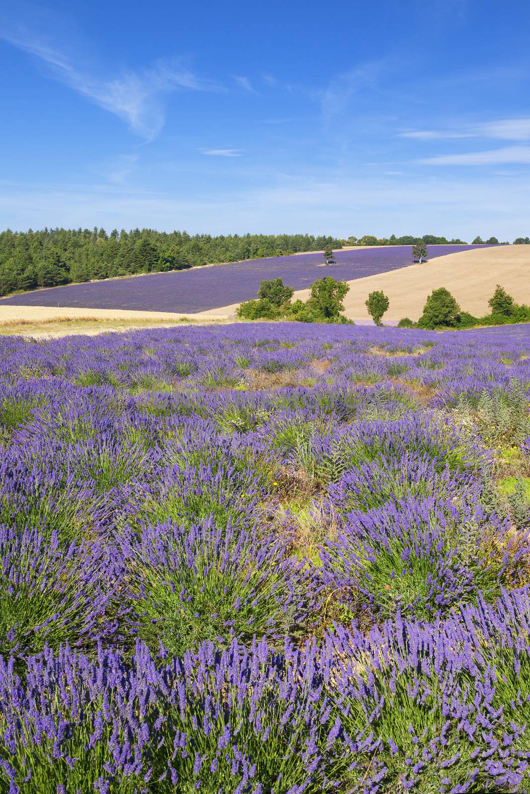 Vertical view of lavender and wheat field with tree in Provence, France
