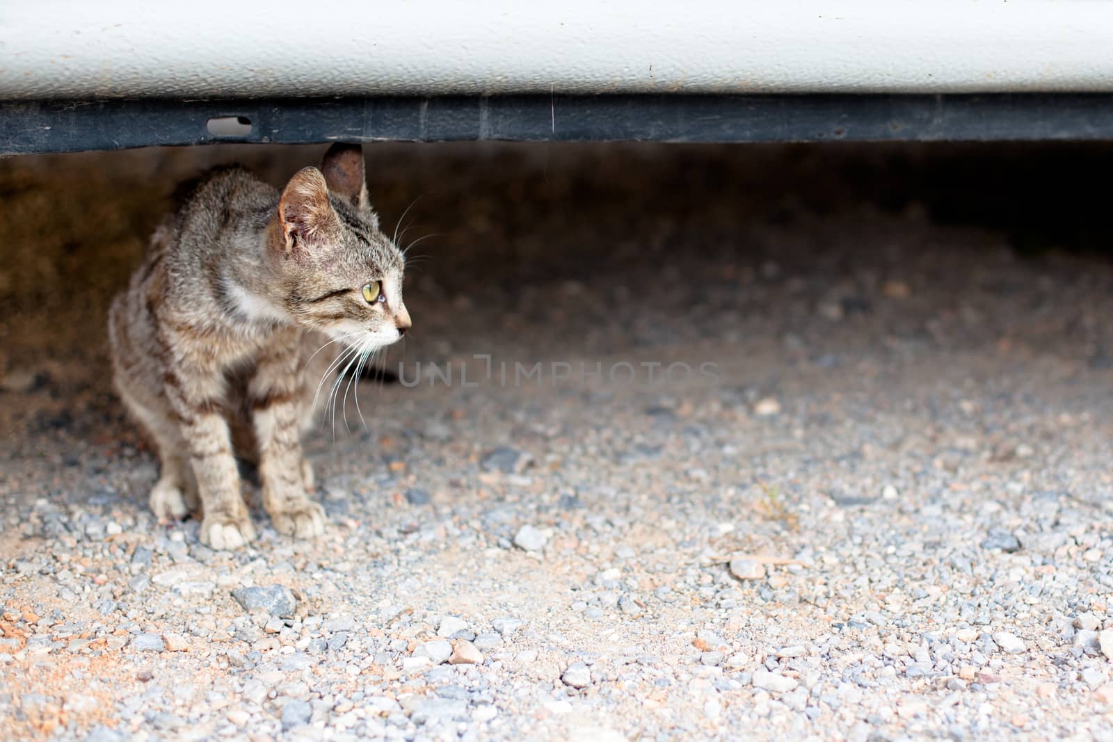 Outdoor cat by foaloce