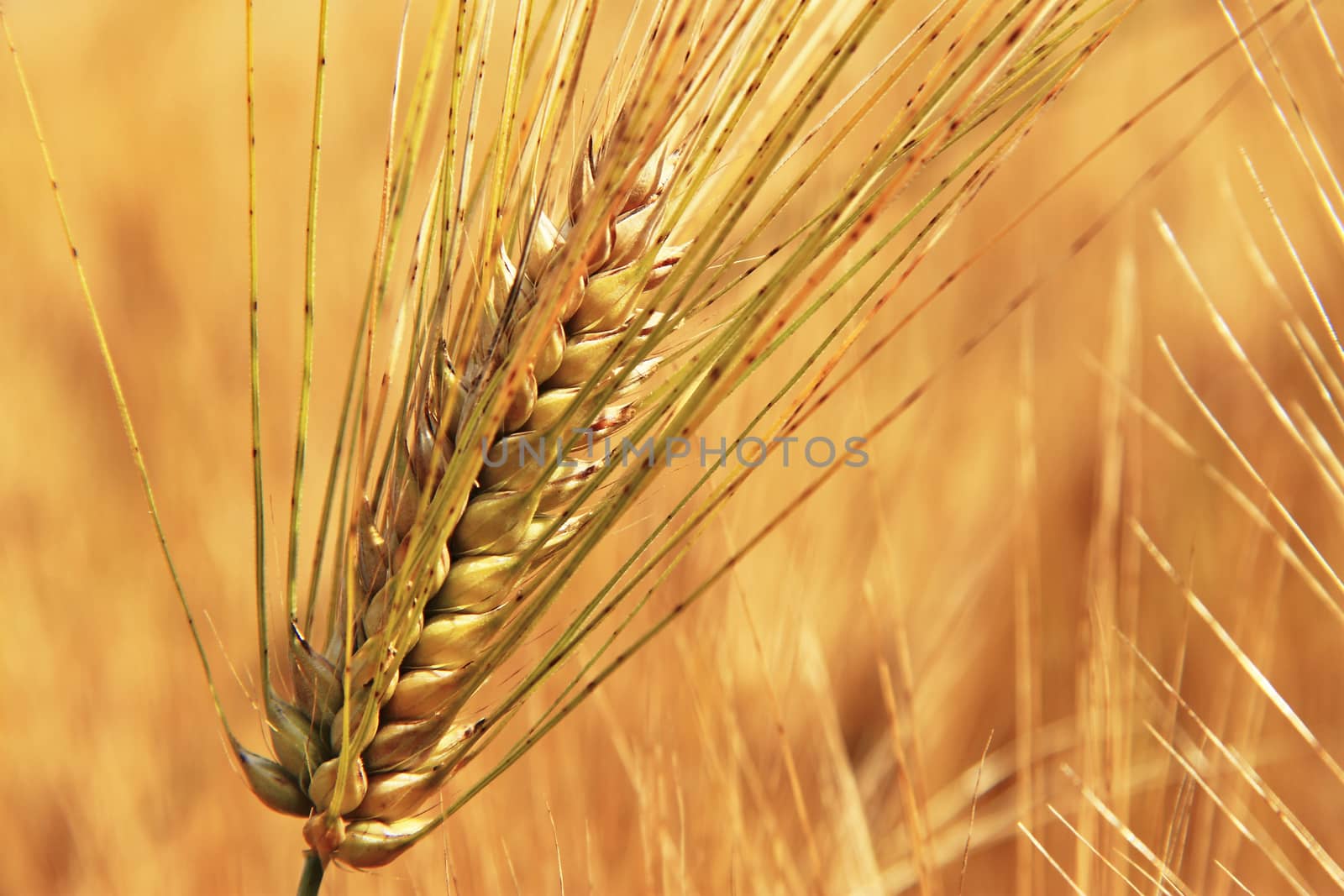 Golden Ears On The Summer Field Before Harvest