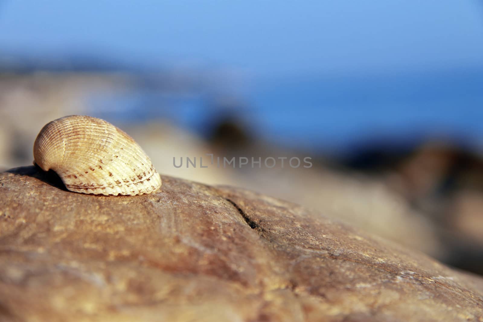 Sea shell laying on the stone near the seashore