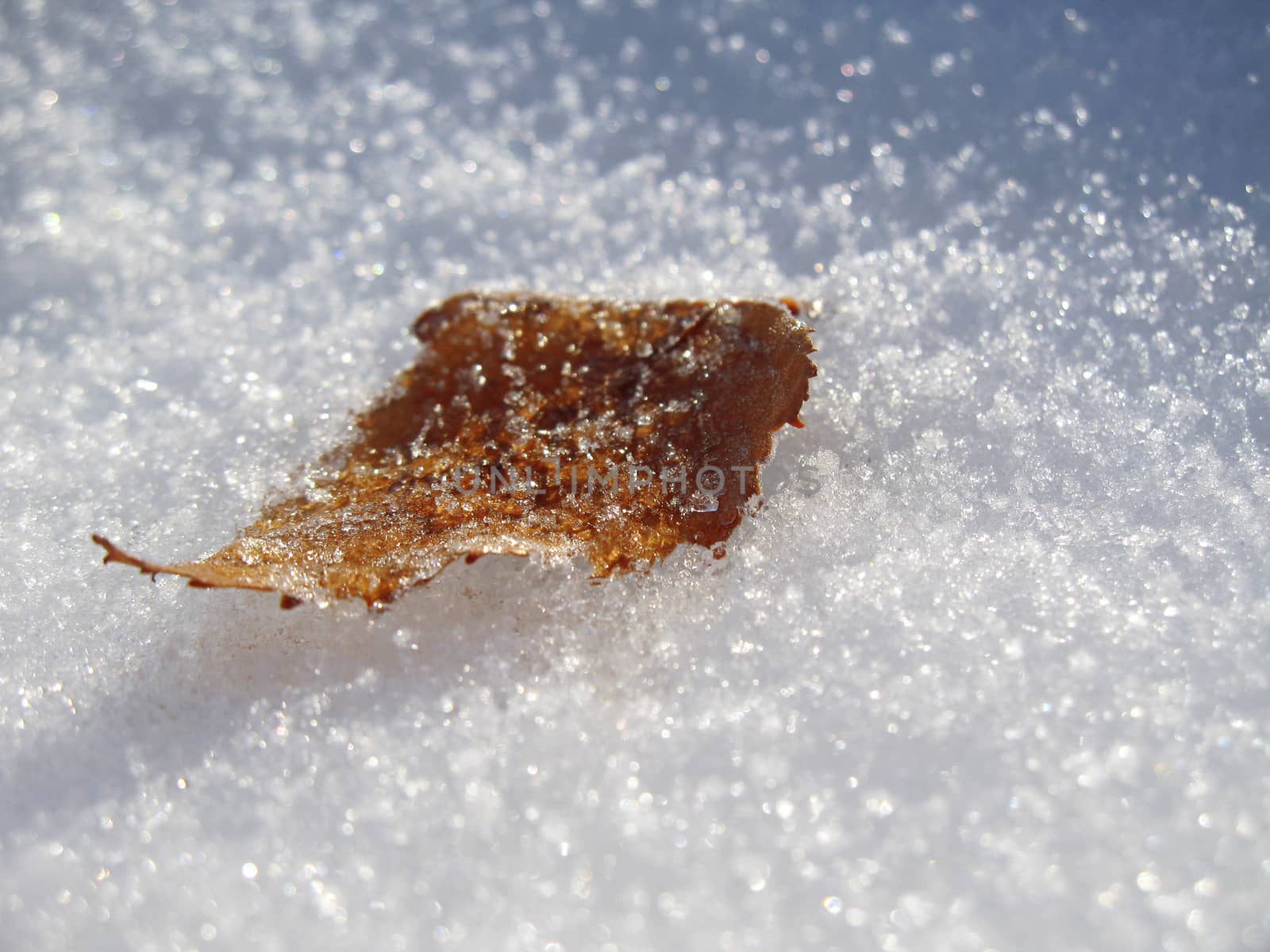 Frozen oak leaves laying in the snow