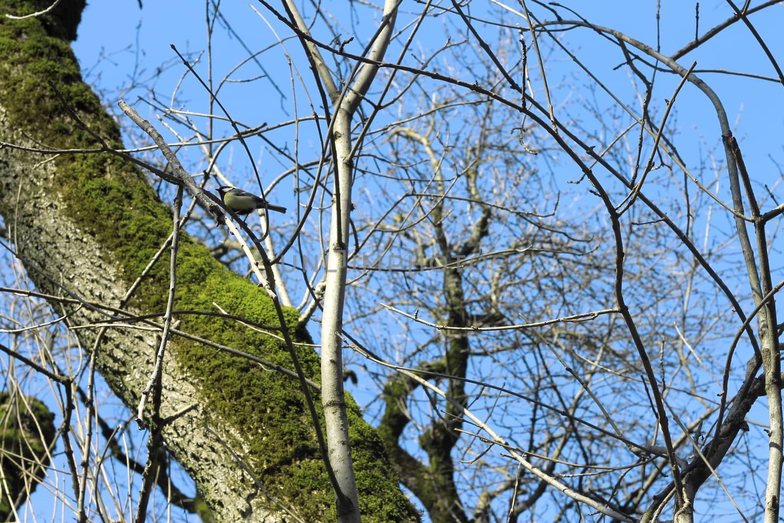 Tit birds on the branch in the winter forest