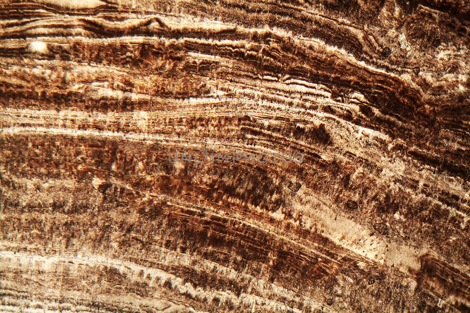 Thin section of a calcareous stalagmite with annual growing layers (magnification 80x and polarized light).