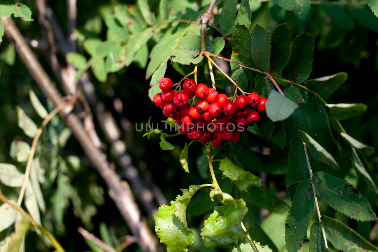 Red rowan berries on a green rowan-tree
