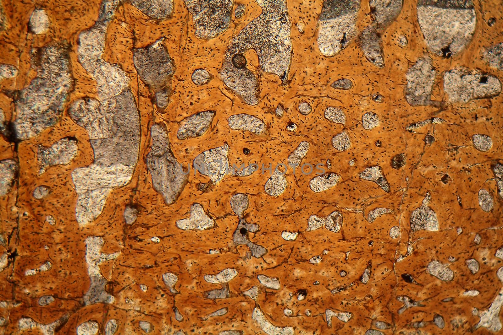 Thin section of a dinosaur bone from the Lower Jurassic (magnification 80x and polarized light).