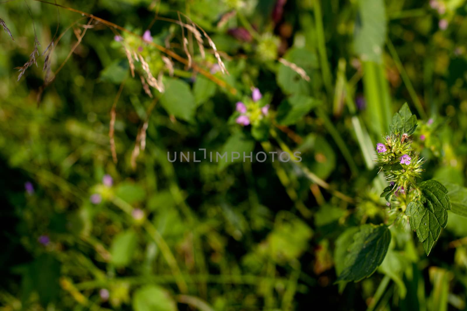 Lilac wildflower in green field in sunny day

