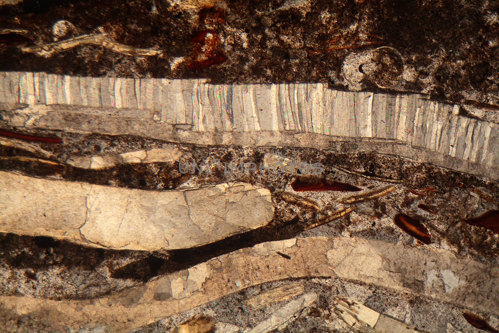Thin section of fossil calcareous shell fragments from the Lower Jurassic (magnification 80x and polarized light).