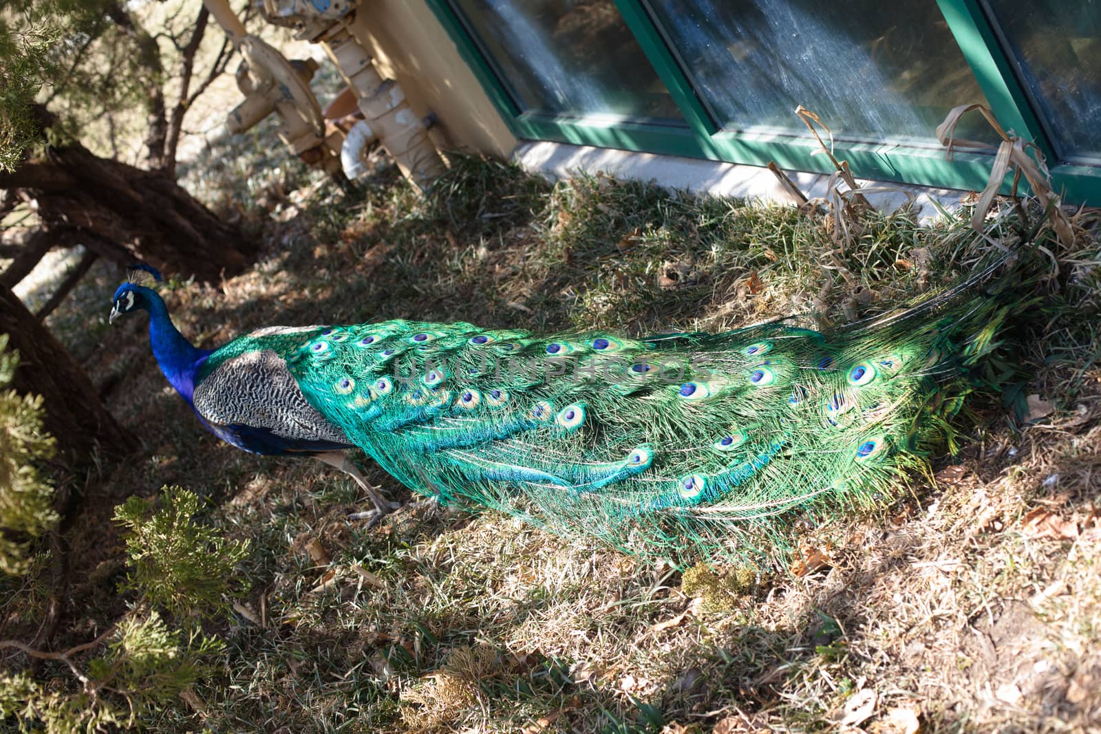 Walking peacock under a big bush
