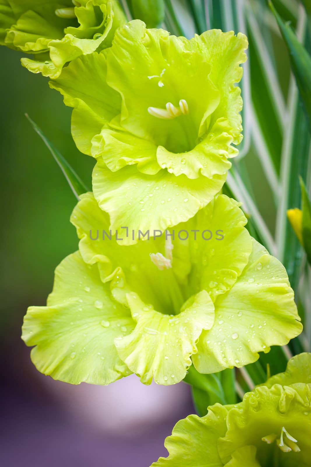 Gladioli flowers on green meadow background