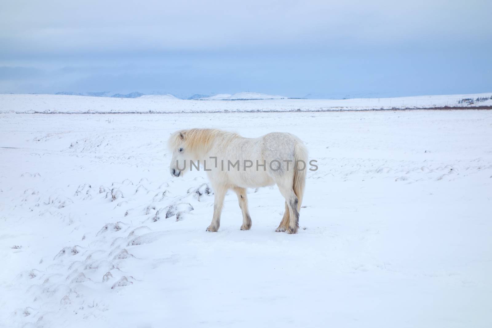 Icelandic Pony by thomas_males