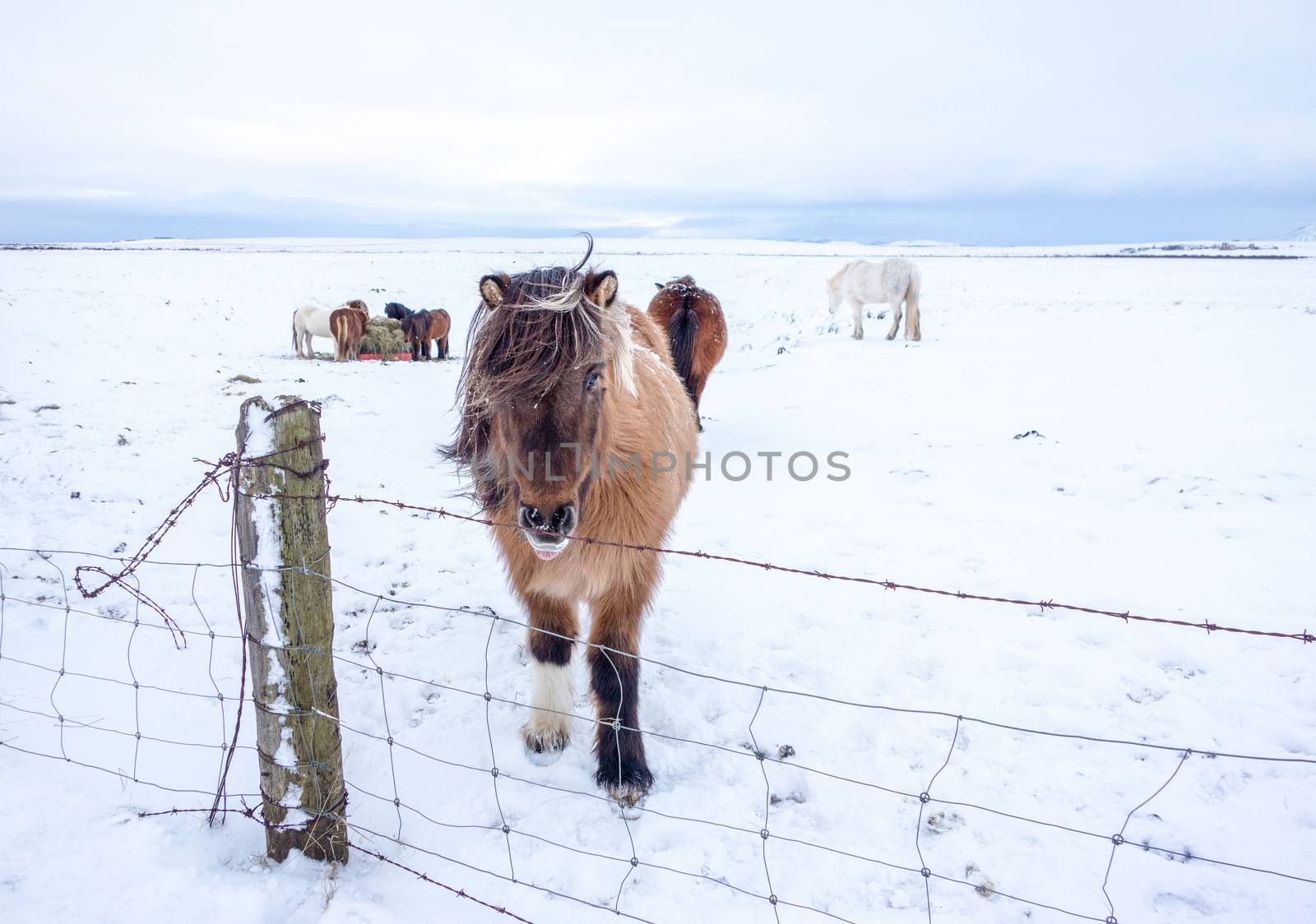 Icelandic horse by thomas_males