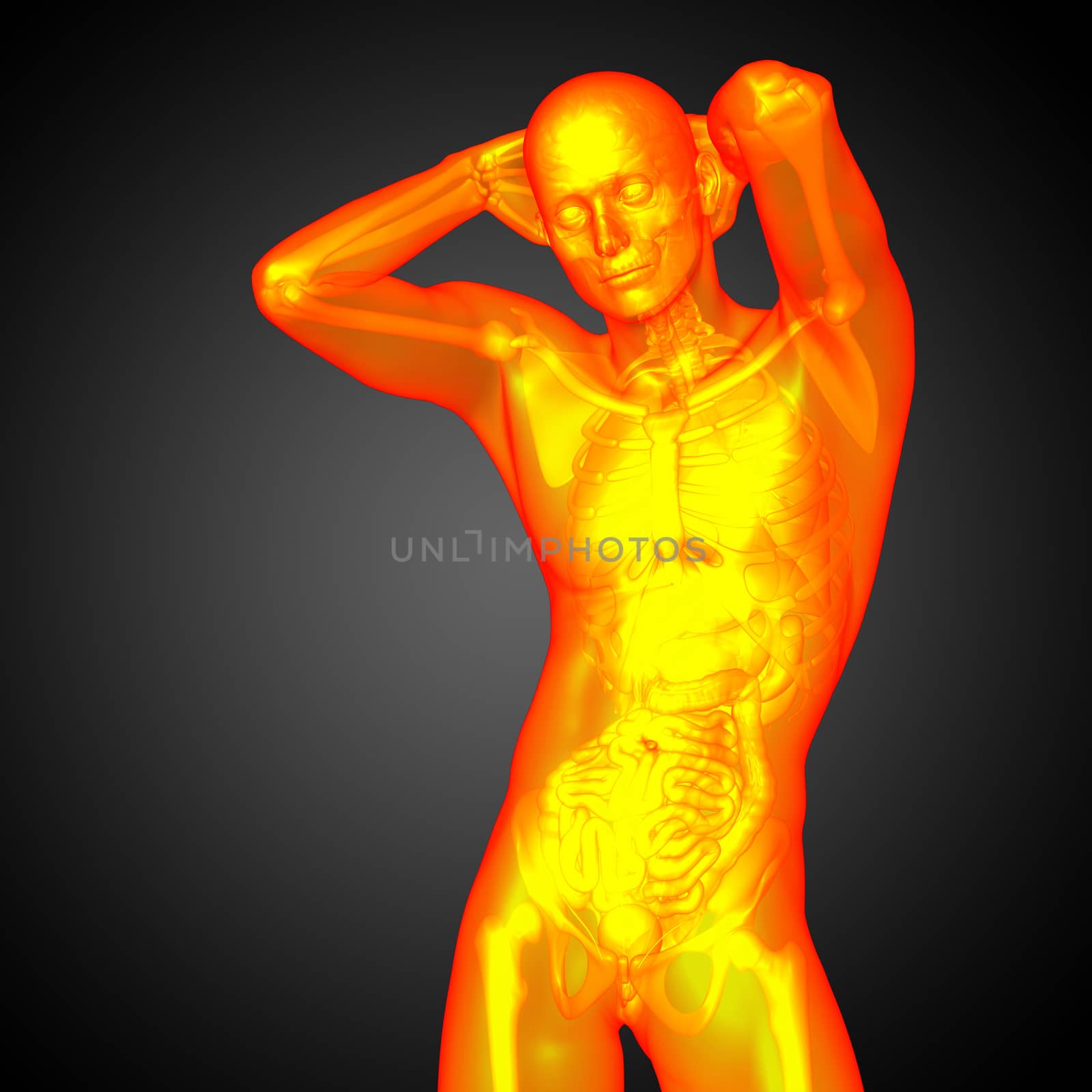 3d render medical illustration of the human anatomy - front view