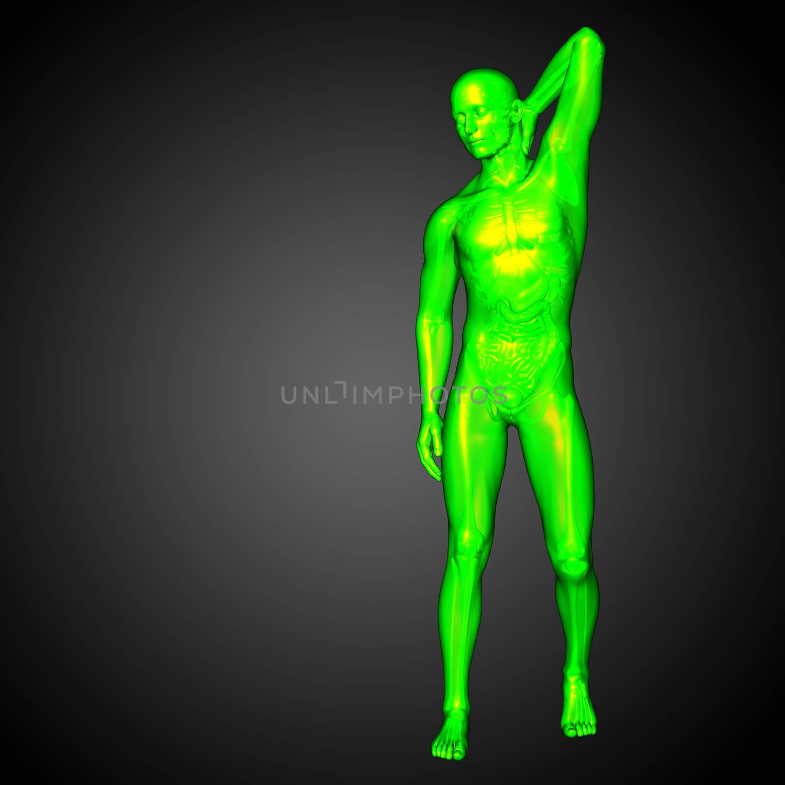 3d render medical illustration of the human anatomy - front view